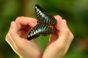 Schmetterling in der Hand