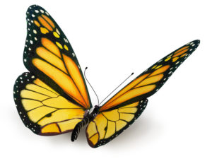 Beobachten Sie die Metamorhpse von der Raupe zum Schmetterling